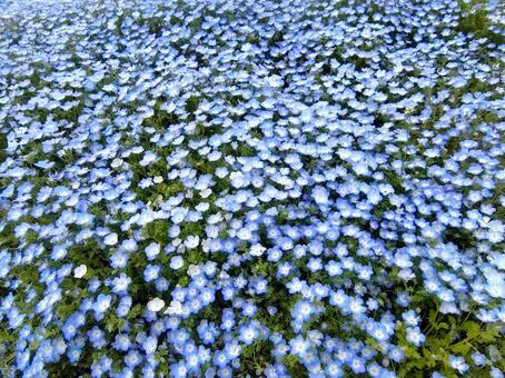 ネモフィラの絨毯 ネモフィラ,自然,風景の写真素材