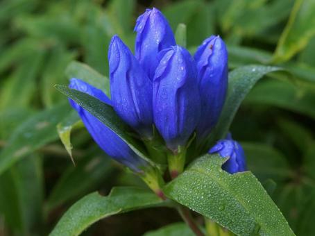 オヤマリンドウ オヤマリンドウ,紫色,山野草の写真素材