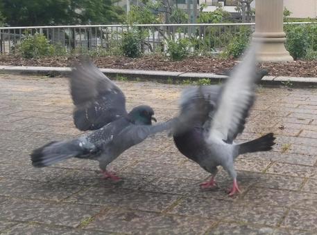 鳩の喧嘩 鳩の喧嘩の写真