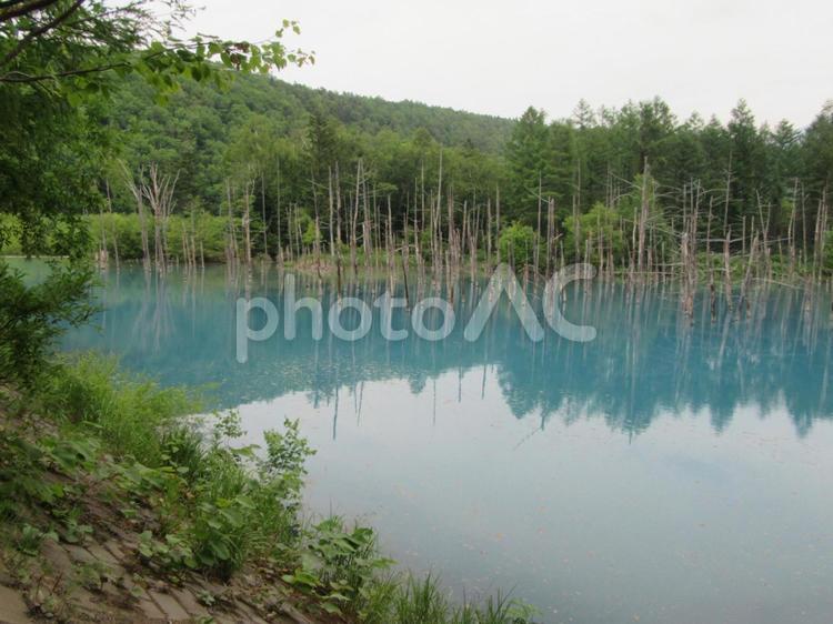 青い池　北海道 青い池,北海道,ハイキングの写真素材