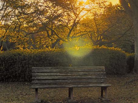 夕暮れの公園の写真