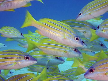 ヨスジフエダイ 沖縄,魚,海の写真素材