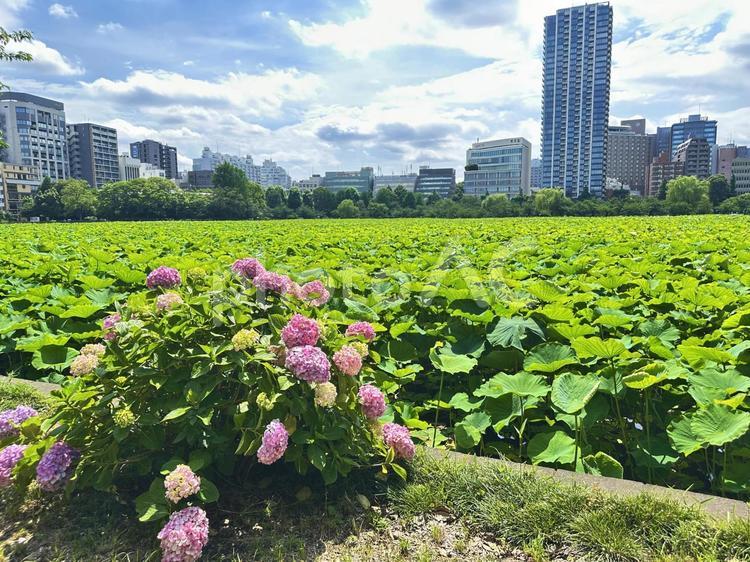 上野公園　池 上野恩賜公園,不忍池,蓮の写真素材