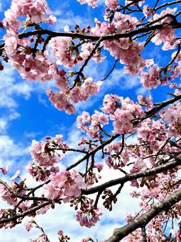 桜 河津桜,桜,ピンクの写真素材