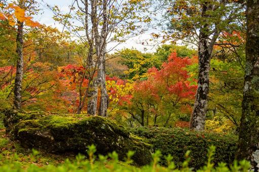 定義の秋⑴ 秋,紅葉,定義如来の写真素材