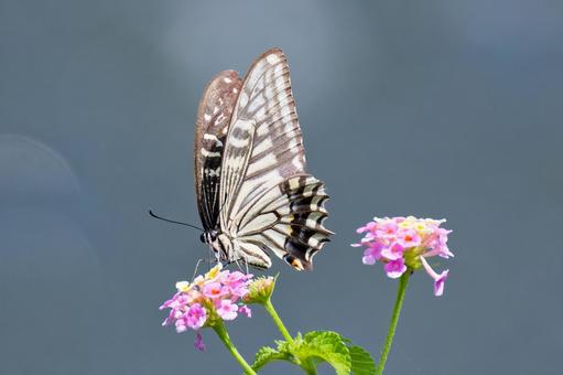 野花に留まるナミアゲハ 野花に留まるナミアゲハ ナミアゲハ,アゲハチョウ,チョウチョの写真素材
