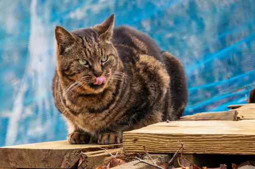 猫(338) 猫,食肉目,ネコ科の写真素材