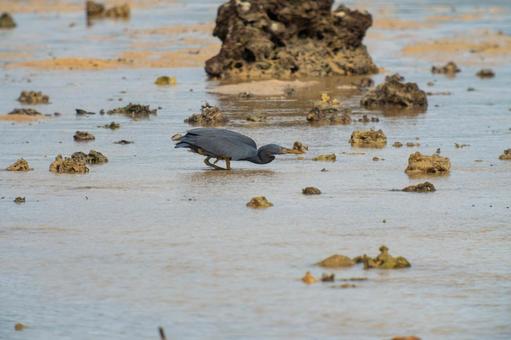 Photo, a heron, kurosagi, leucoplastic, 