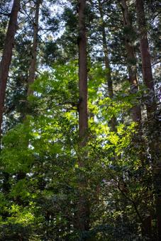 深緑の森、木漏れ日が輝く 自然,風景,森の写真素材