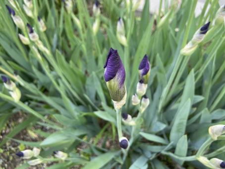 Purple iris buds, JPG