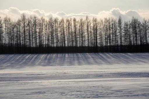A windbreak casting a shadow over the snowy fields, sun, shadow, windbreak forest, JPG