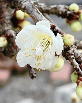 庭の梅の花 庭の梅の花の写真