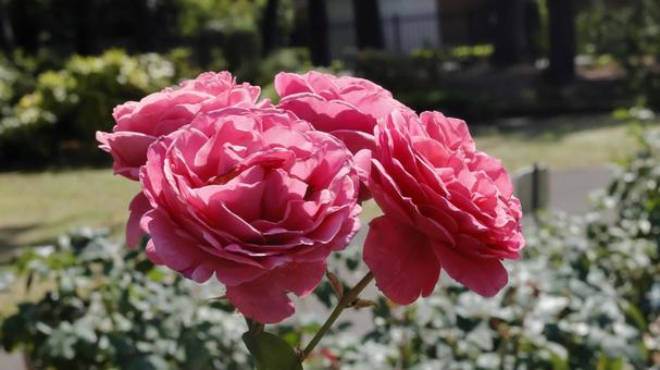 ばらの花 ばらの花の写真