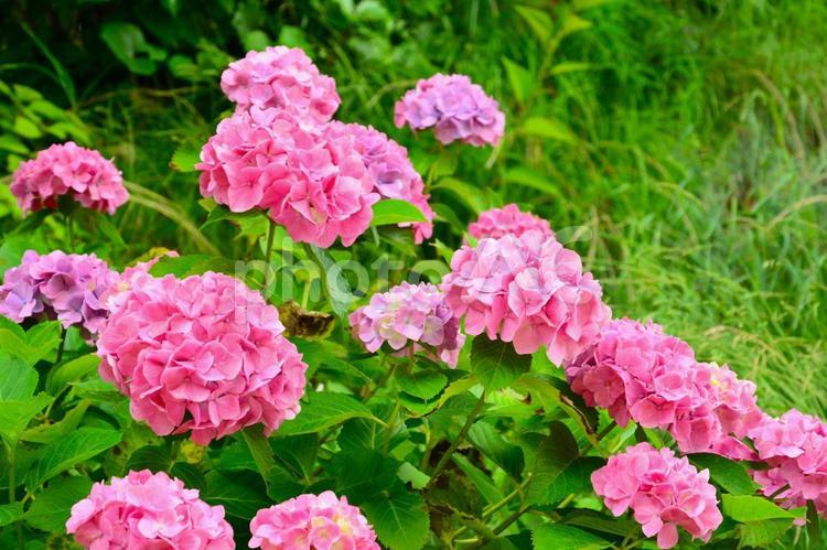 きれいなピンク色のアジサイ あじさい,アジサイ,紫陽花の写真素材