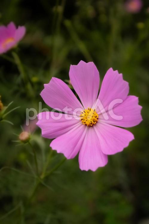 ピンク色のコスモスの花が咲いています 花,コスモス,秋桜の写真素材