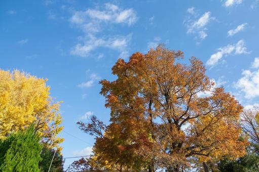 秋の気配・青空に映える紅葉 秋の気配・青空に映える紅葉 紅葉,秋,紅葉狩りの写真素材