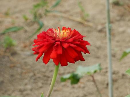 [Flower photo] Zinnia elegans, JPG
