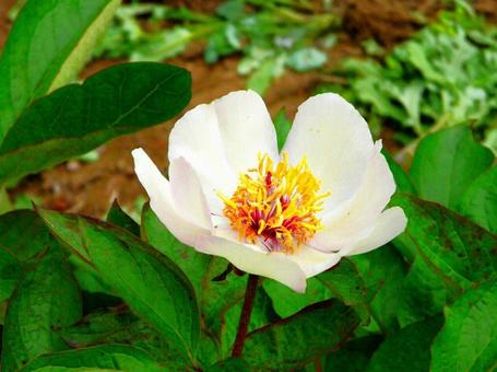 花壇の花 花壇の花の写真