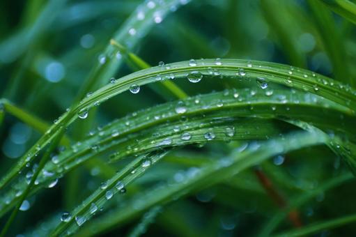 繊細な水滴がきらめく美しい草 繊細な水滴がきらめく美しい草の写真