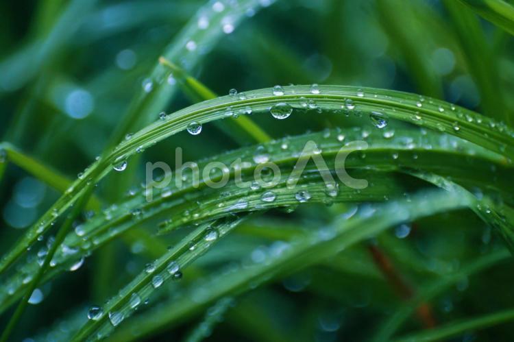 繊細な水滴がきらめく美しい草 草,緑,新鮮の写真素材