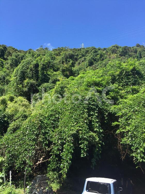 モダマ群生地 奄美大島,世界自然遺産の写真素材