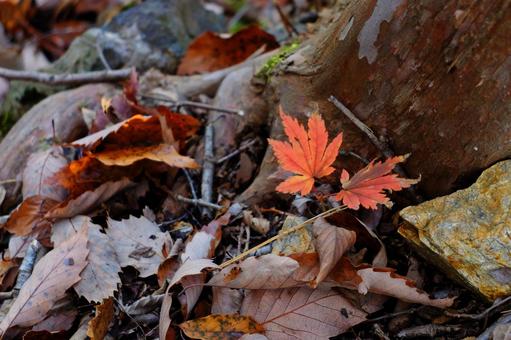 紅葉の落ち葉 紅葉の落ち葉の写真