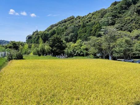 千葉県南部 8月の稲田の風景 千葉県南部 8月の稲田の風景の写真