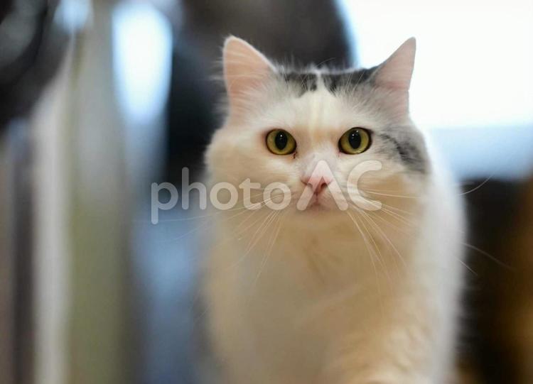 白いネコ・メインクーンミックス ペット,動物,癒しの写真素材