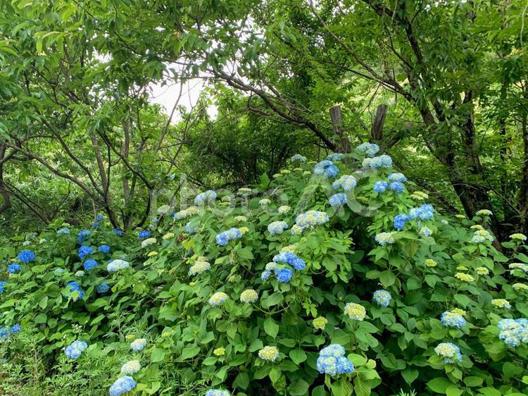 山の入り口に咲くたくさんのあじさい あじさい,梅雨,アジサイの写真素材