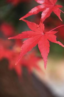 紅葉 紅葉の写真