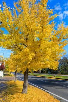 イチョウの街路樹 イチョウの街路樹,イチョウ,銀杏の写真素材