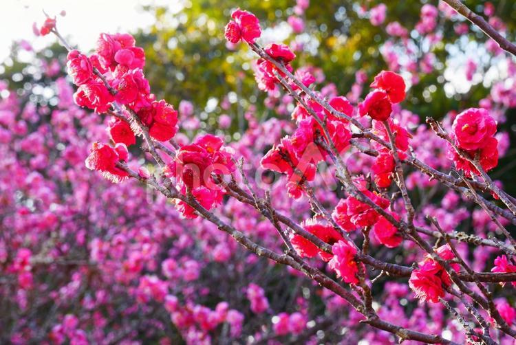 紅梅（赤とピンク） 梅の花,紅梅,花の写真素材