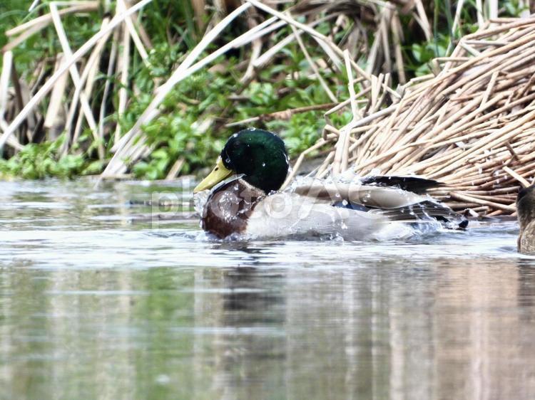 水浴びをするマガモ 鳥,野鳥,マガモの写真素材