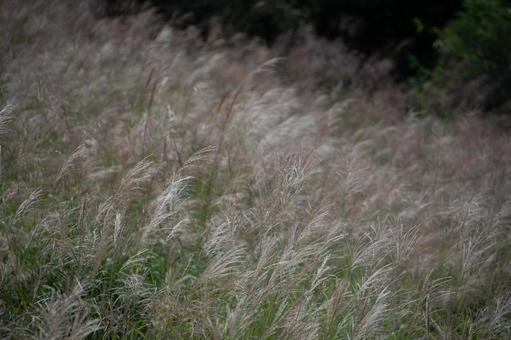 A field full of silver grass, JPG
