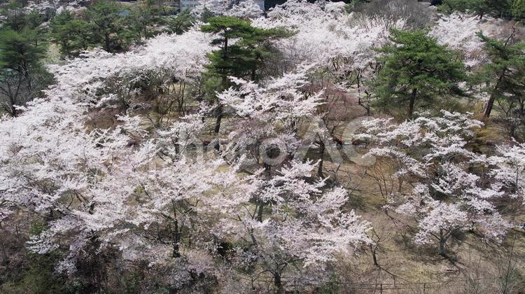 大野ダム公園の桜 大野ダム公園,桜,春の写真素材