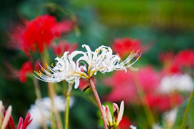 秋雨と彼岸花　白　4 ヒガンバナ,秋雨,秋の写真素材