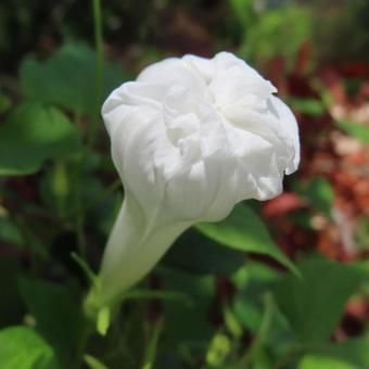 アサガオ(朝顔) アサガオ(朝顔) アサガオ,朝顔,花の写真素材