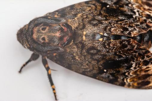 メンガタスズメ メンガタスズメ,スズメ蛾,蛾の写真素材