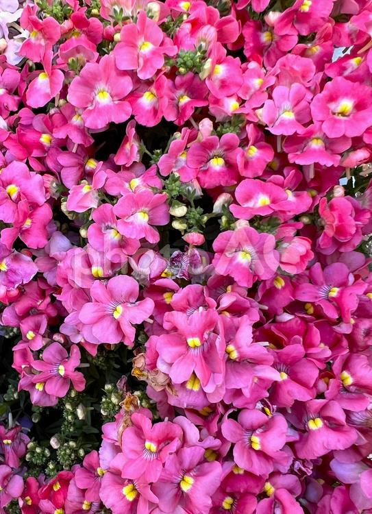 ネメシアのじゅうたん ネメシア,ピンク,花の写真素材