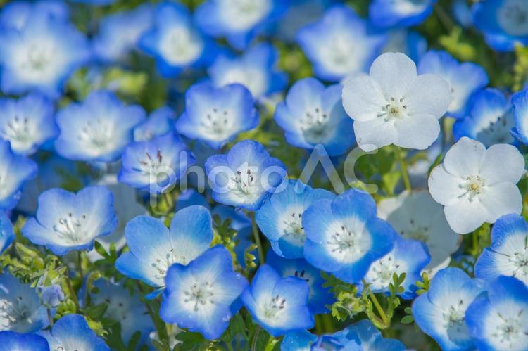 ひたち海浜公園　ネモフィラ ネモフィラ,ひたち海浜公園,春の写真素材