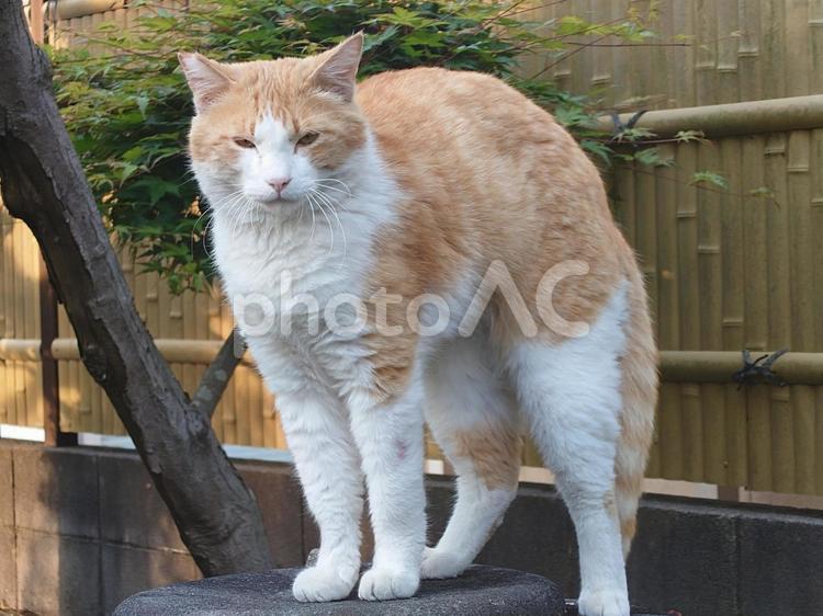 こっち来るの？ お昼寝,自然,晴れの写真素材
