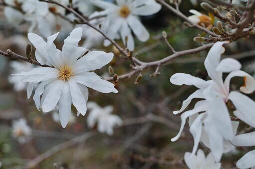 コブシ コブシ,もくれん,花びらの写真素材