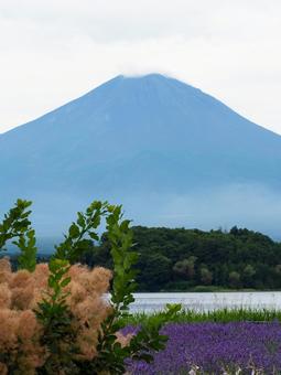 富士山とラベンダー畑 富士山とラベンダー畑の写真