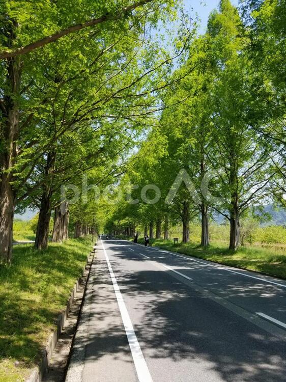 初夏の風景 並木,道,緑の写真素材