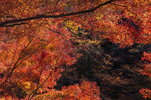 高尾山の紅葉 紅葉,高尾山,紅葉狩りの写真素材