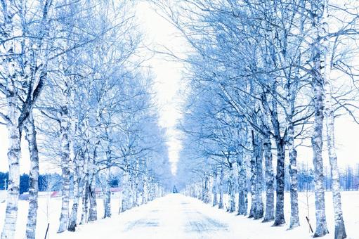 Photo, white birch and wood, snow-covered road, hokkaido, 