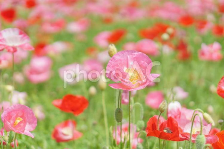 色とりどりのポピーの花畑 ポピー,花畑,花の写真素材