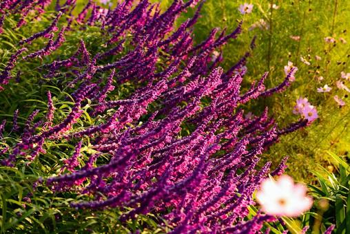 メキシカンセージ （アメジストセージ） ハーブ,秋,アメジストセージの写真素材