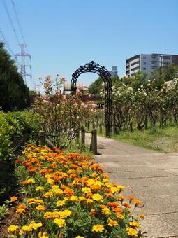 公園のマリーゴールド(江戸川区・南葛西) 公園のマリーゴールド(江戸川区・南葛西) 夏,マリーゴールド,フラワーガーデンの写真素材