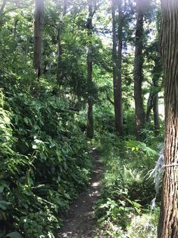 森 森,自然,木の写真素材